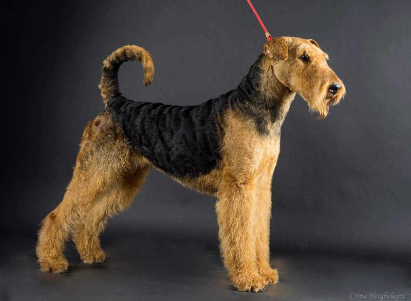 AIRE ALPHA ANGEL BABY | Airedale Terrier 