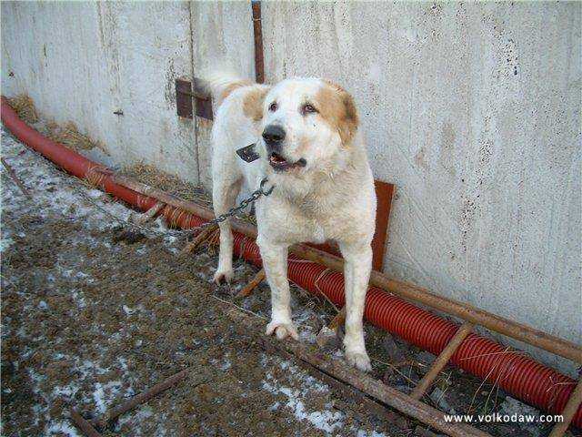 Dag kara kele | Central Asian Shepherd Dog 