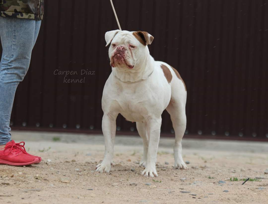 Afina Guardian Of The Gate | American Bulldog 