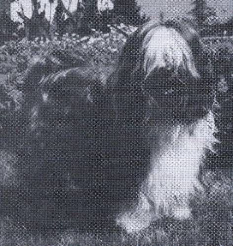 ALILAH PICKWICK | Tibetan Terrier 