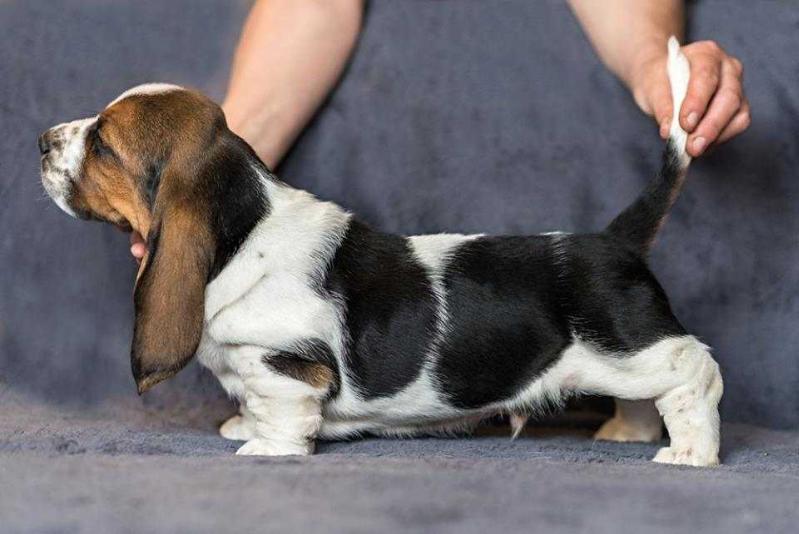 Dorian Citadela Bohemia | Basset Hound 