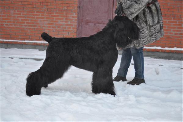 Sibirski medved koroleva solntsa | Black Russian Terrier 