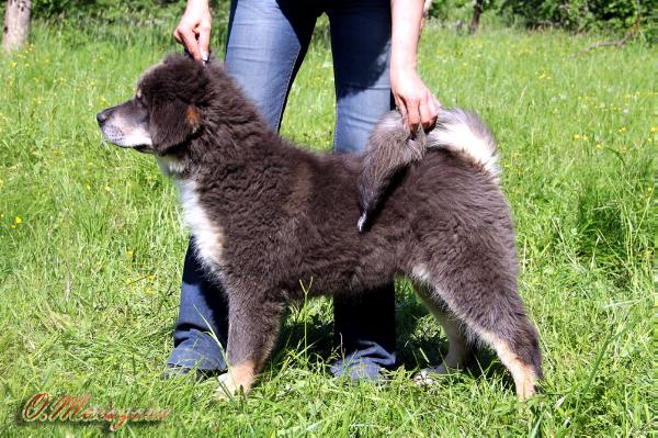 Rus Antares Amore Mio | Tibetan Mastiff 