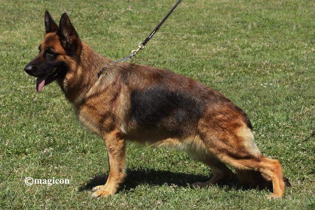 Edel von Melanchthon | German Shepherd Dog 