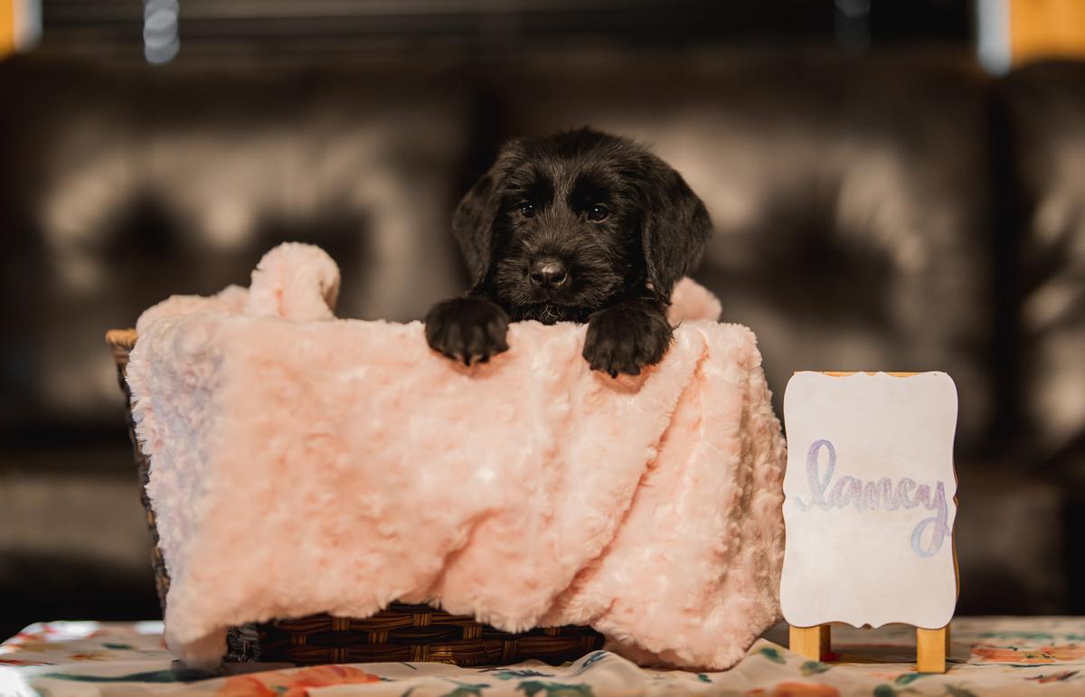 Laney Von Prufenpuden | Giant Schnauzer 