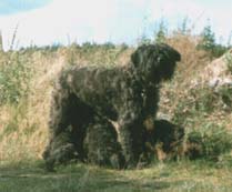 Eden vom Tönisvorster Land | Bouvier des Flandres 