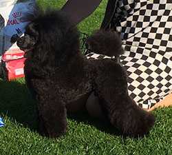 Pandorans Party Boy Toy | Poodle 