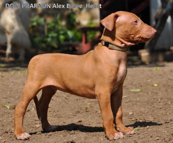 DOM PHARAON Alex ?rave  Heart | Pharaoh Hound 