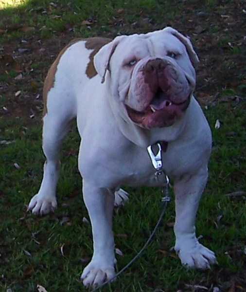 D-Day's Kebo | Olde English Bulldogge 