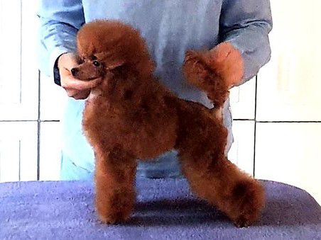 Kram de Alderrabel La Faraona | Poodle 