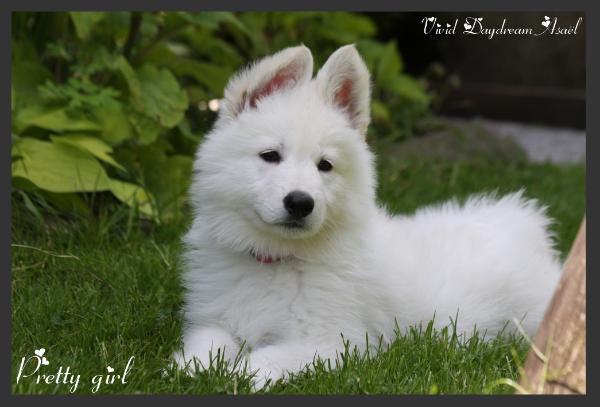 Vivid Daydream Asaël | White Swiss Shepherd Dog 