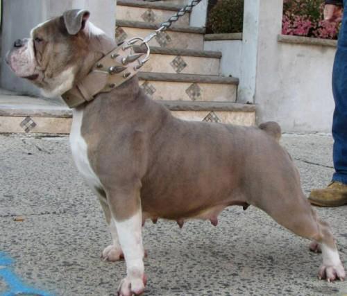 Hog House Blue Berry | Olde English Bulldogge 