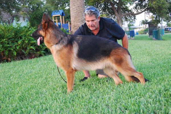 JD Vom Haus Loyal German Shepherds | German Shepherd Dog 