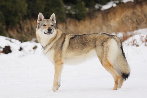 Ziena | Czechoslovakian Wolfdog 