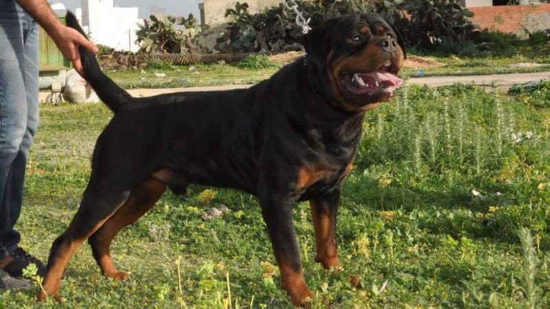 hero-bob hause kaligula | Rottweiler 