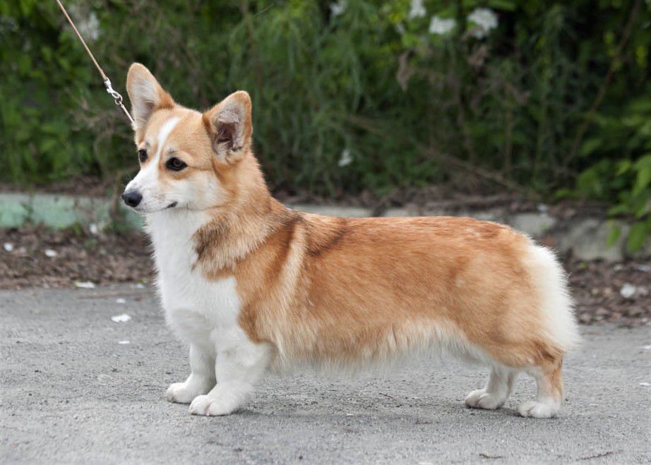 Bonnifoks Zapomnit' Vsem | Pembroke Welsh Corgi 
