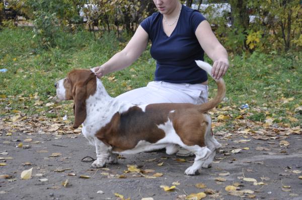 Gloudi Doria Condtant | Basset Hound 