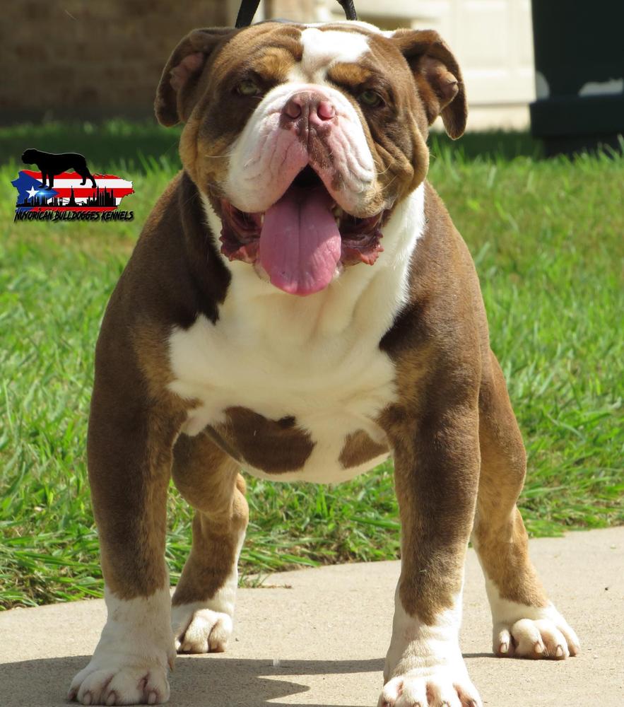 Nuyorican Bulldogges Yomo | Olde English Bulldogge 