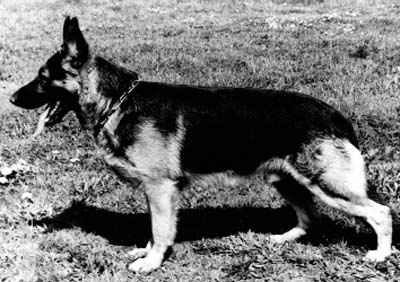 Droll vom Grafenkopf | German Shepherd Dog 