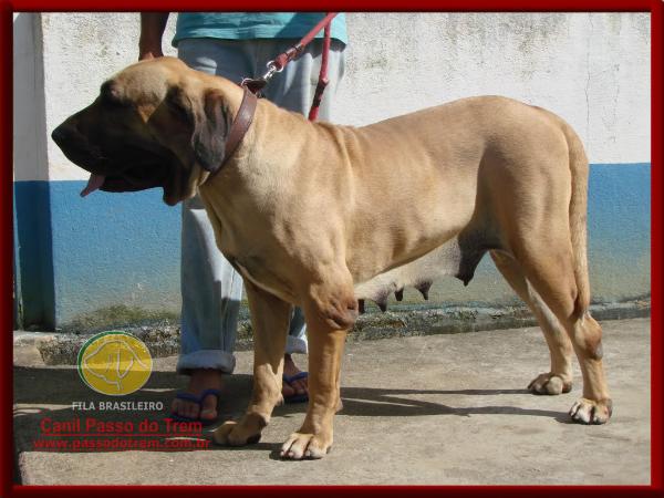 Shakira do Itanhandu | Fila Brasileiro 