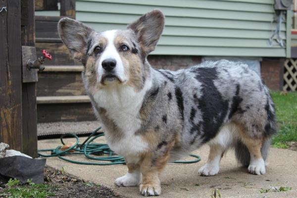 Xtacee Blue Moon Dragon | Cardigan Welsh Corgi 