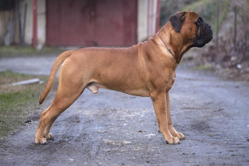 Gordon Master of the Night | Bullmastiff 