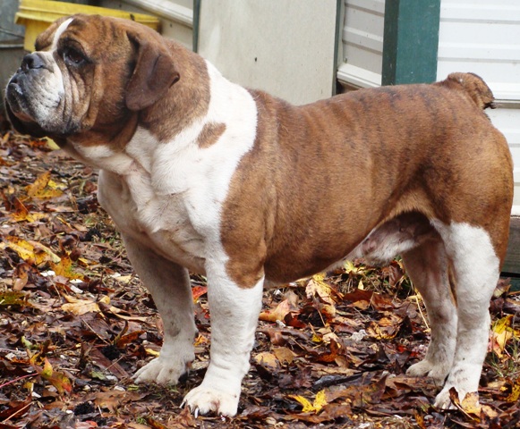 Sullivan's Big Bully Sylvester | Olde English Bulldogge 