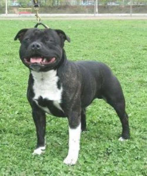 Heiter Krieger Boy Scout | Staffordshire Bull Terrier 