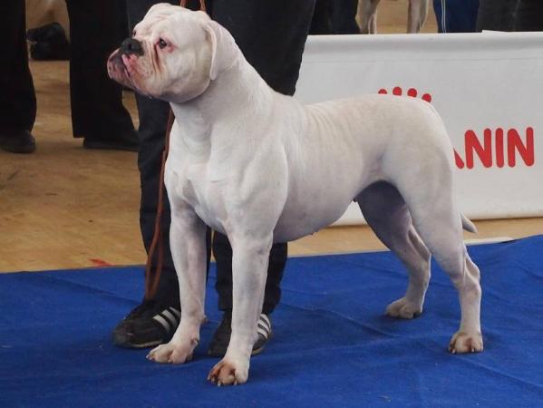 Ostwaybulls Diamond White | American Bulldog 