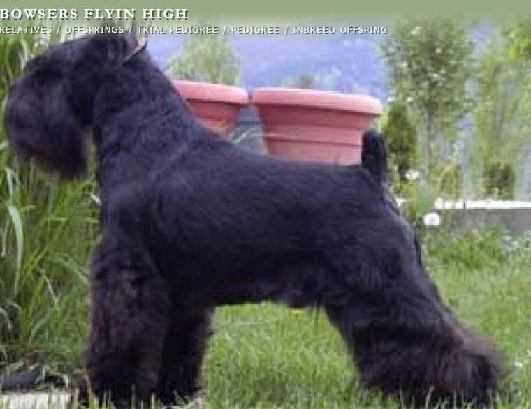 BOWSERS FLYIN HIGH | Miniature Schnauzer 
