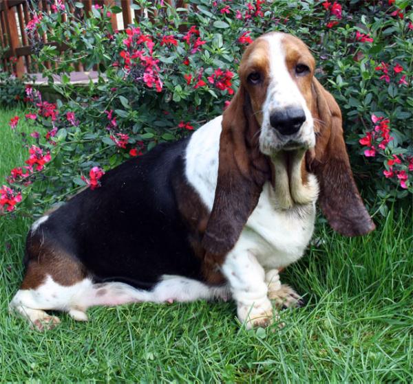 Go and win du haras de la vergne | Basset Hound 