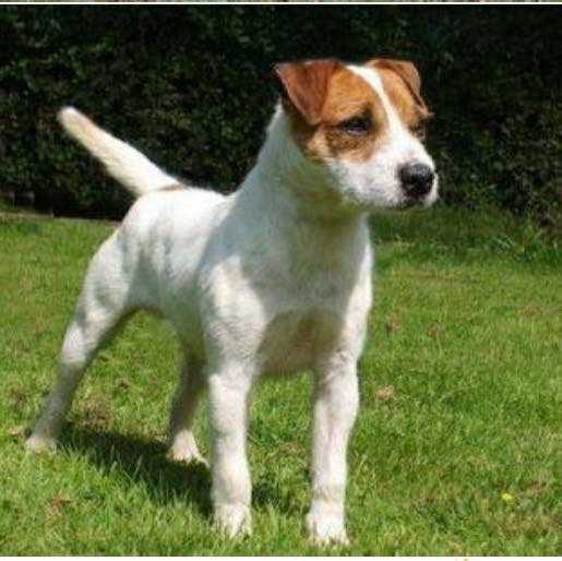 East Essex Louie | Jack Russell Terrier 