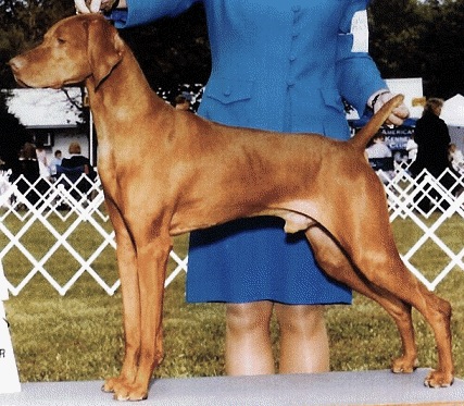 Boshar’s Chase The Clouds | Hungarian Vizsla 