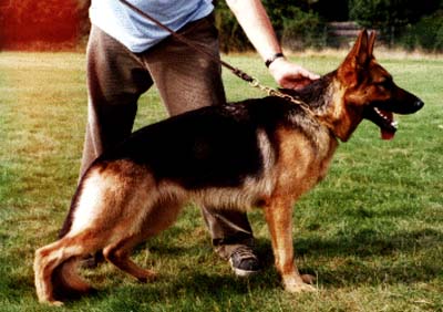 Vanta vom Wiesenborn | German Shepherd Dog 