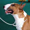 Aluego Del Cornijal | Miniature Bull Terrier 