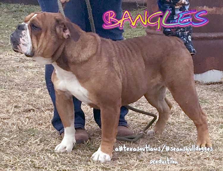 Sean's Bangles | Olde English Bulldogge 