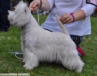 Breaking the Law de Voivodina | West Highland White Terrier 