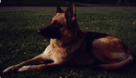 Baffi vom Forsthaus Hattlich | German Shepherd Dog 