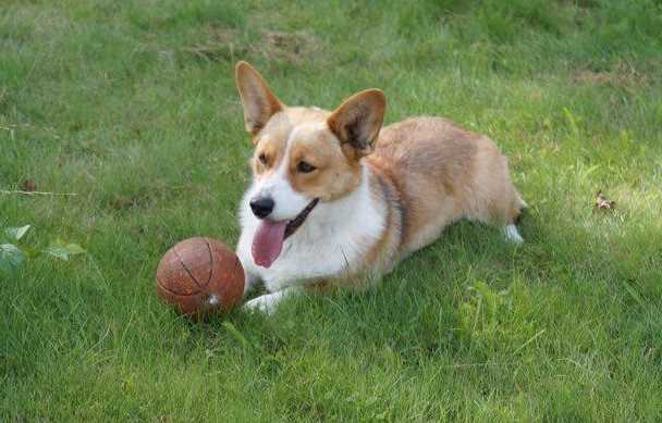 Ingermanlandija  ELEGANT LEDI | Cardigan Welsh Corgi 