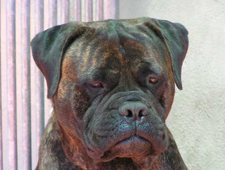 Bolera de Jaracanbull | Bullmastiff 