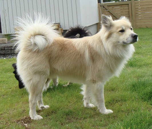 Stefsstells Skírnir | Icelandic Sheepdog 