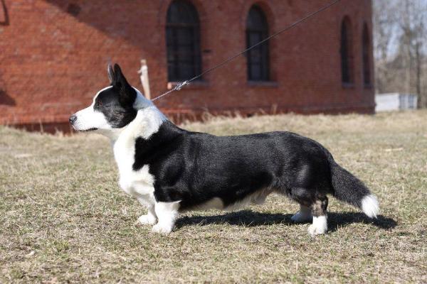 Chris Team Kizio Mizio | Cardigan Welsh Corgi 