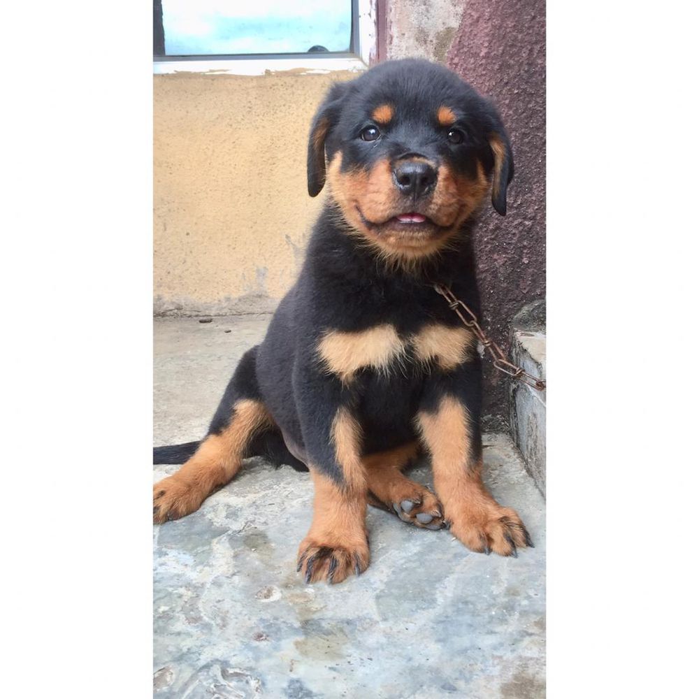 Dieter of Geminipaws kennel | Rottweiler 