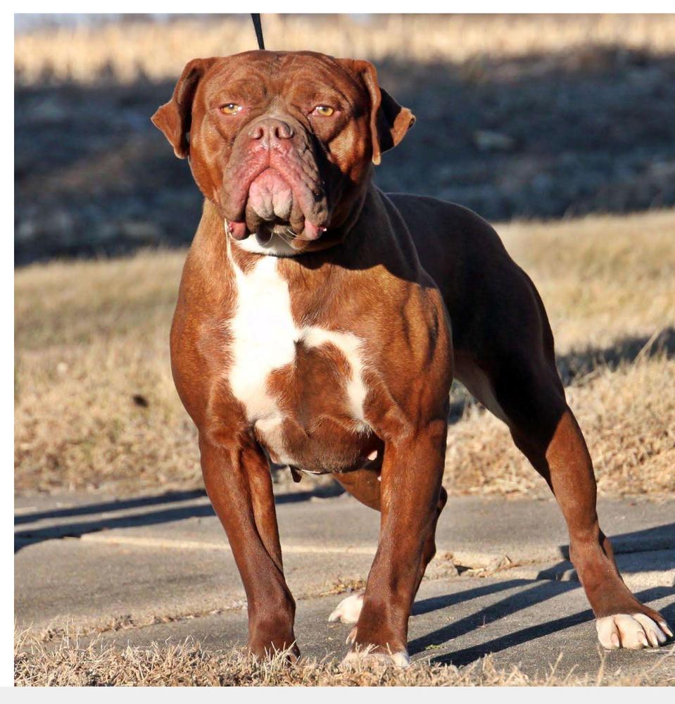 Evolution's Chrome Red | Olde English Bulldogge 