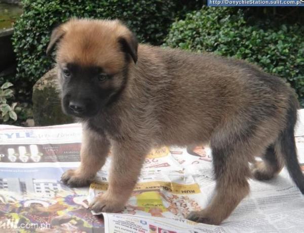 Igor of Roudy Bush | Belgian Malinois 