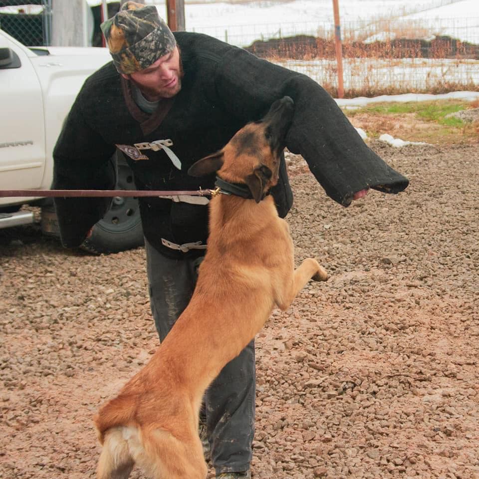 Ragnar vom Skyfall | Belgian Malinois 