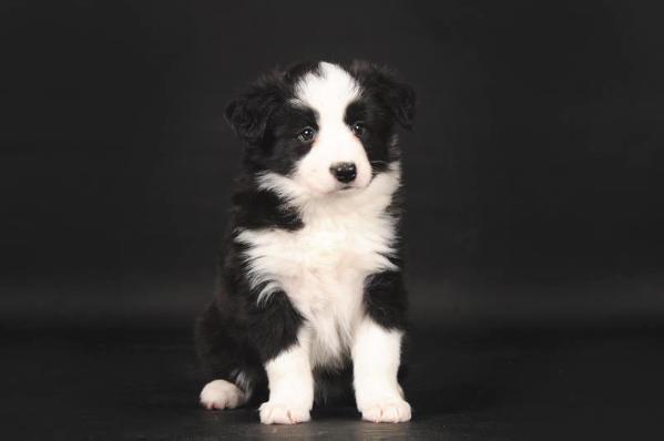 Adorable Star Fairing Work | Border Collie 