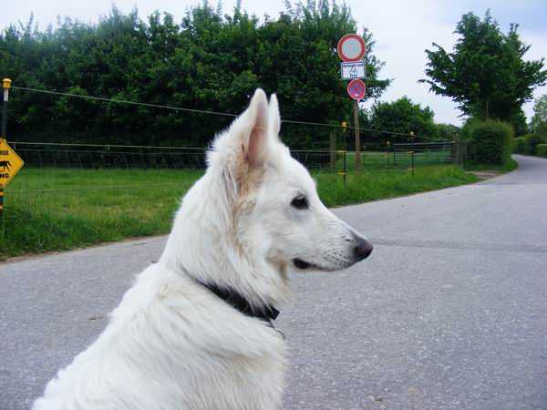 Perro Blanco`s Amica Snow | White Swiss Shepherd Dog 