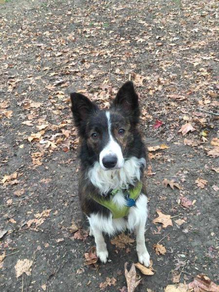 Hold Em Steady | Border Collie 