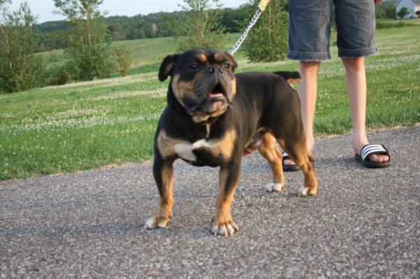 Joyful Acres Mighty Jericho | Olde English Bulldogge 